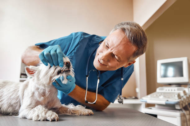 Best Emergency Treatment for Dental Infections or Abscesses in Grayslake, IL